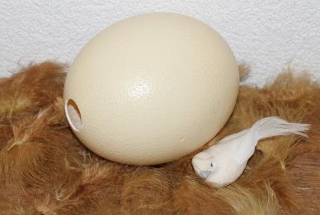 Grote echte struisvogeleieren vintage brocante woondecoratie Pasen Easter eggs large ostrich 1