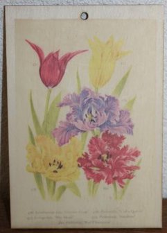 Brocante botanische schoolplaat op hout tulpen bloemen 17,5x12 cm