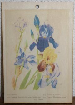 Brocante botanische schoolplaat op hout irissen bloemen 17,5x12 cm