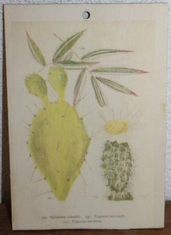 Brocante botanische schoolplaat op hout vijgcactus 17,5x12 cm