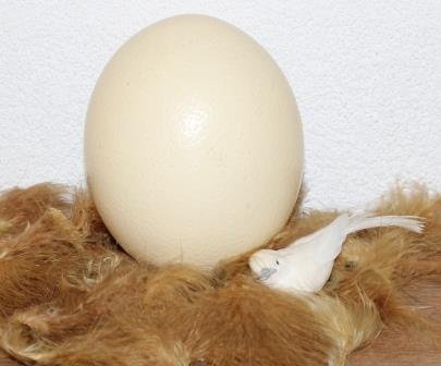 Grote echte struisvogeleieren vintage brocante woondecoratie Pasen Easter eggs large ostrich