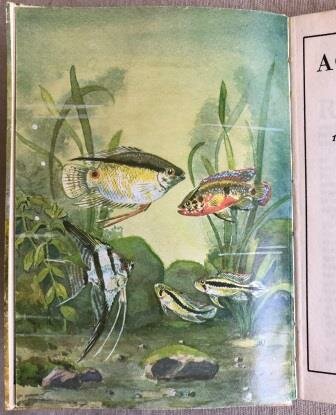 Oude vintage brocante hobby boekje Aquariumvissen AK Vink 1966 tweedehands 3