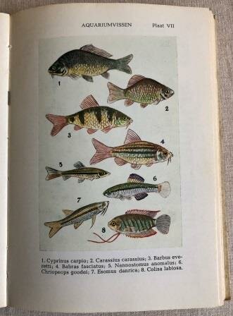 Oude vintage brocante hobby boekje Aquariumvissen AK Vink 1966 tweedehands 5